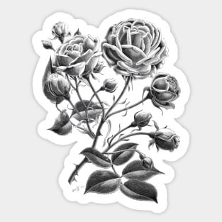 Black Rose Flower Sticker